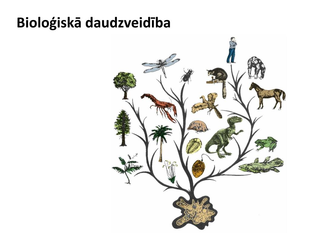 Древо живого. Древо эволюции растений. Эволюционное Древо Дарвина. Историческое развитие живой природы. Эволюция от простого к сложному.
