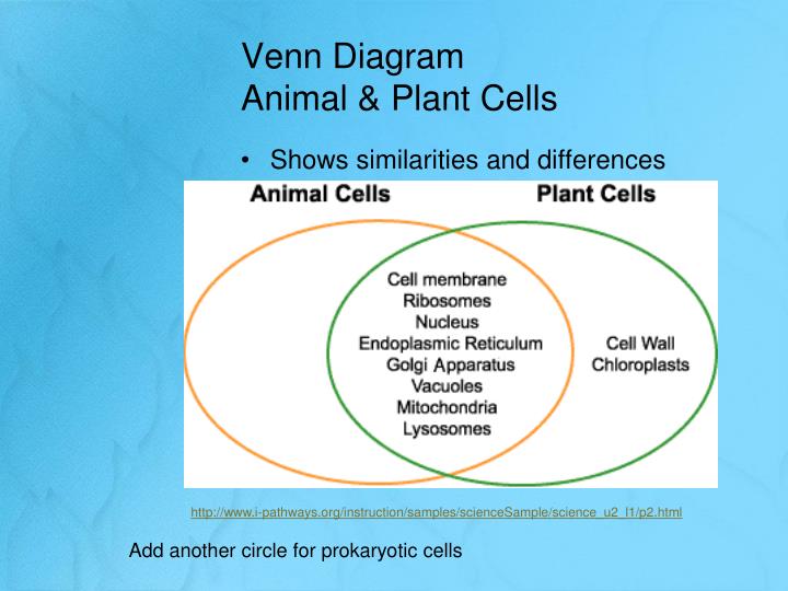 Animal And Plant Cell Venn Diagram