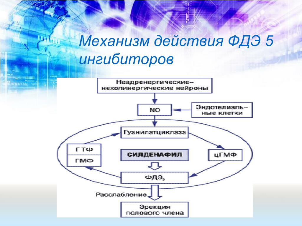 Ингибиторы фдэ препараты