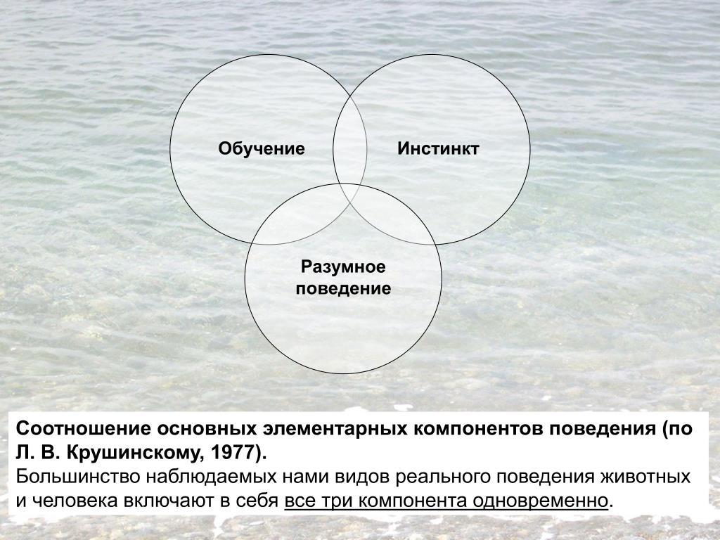 Компоненты поведения. Структуры инстинктивного поведенческого акта. Схема структуры инстинктивного поведенческого акта. Структурные элементы поведения. Классификация поведения Крушинского.