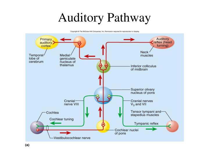 auditory processing pathway auditory processing pathway