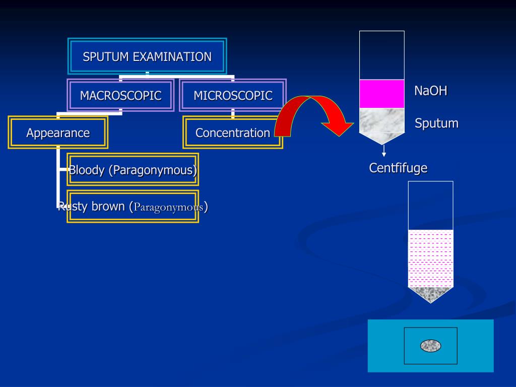 PPT - Laboratory Diagnosis Of Parasitic Infections PowerPoint ...