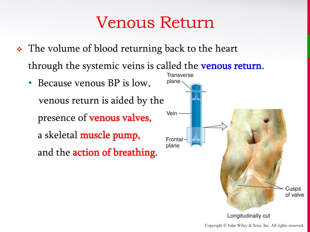 venous-return
