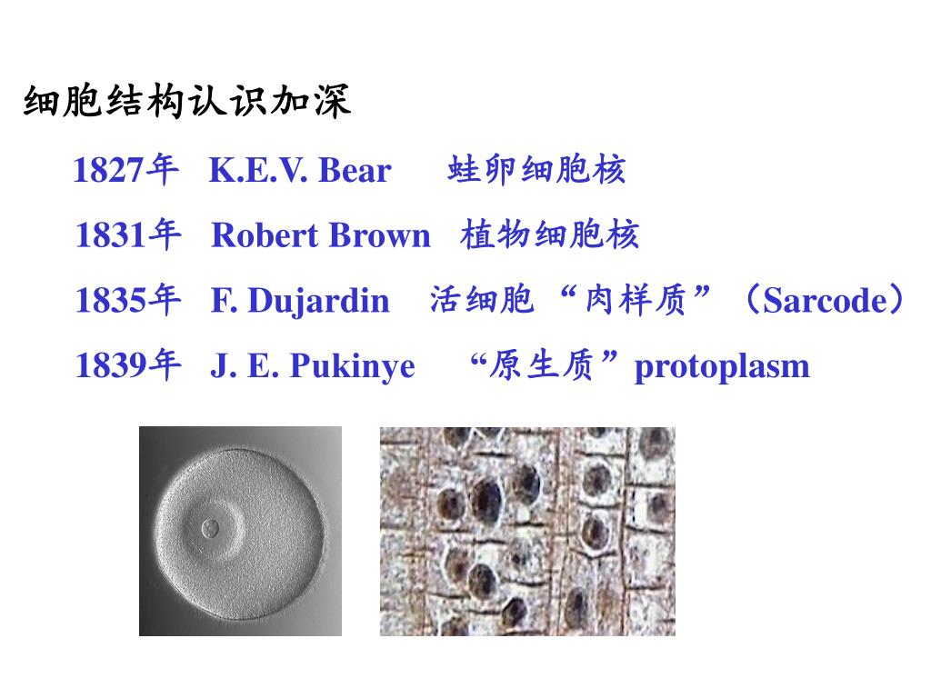 微小的事🔬 #細胞生物學核心實驗室- #簡萬能的科普教室👩\u200d🏫 第三堂: #冷凍掃描式電子顯微鏡下的#阿拉伯芥開花冷凍掃描式電子顯微鏡 的特點是可以觀察生物體最接近活的狀態，繼上次介紹阿拉伯芥種子萌發狀態後，我們要繼續介紹阿拉伯芥種子開花的樣貌，這麼漂亮的影像千萬 ..., image size:1024x768