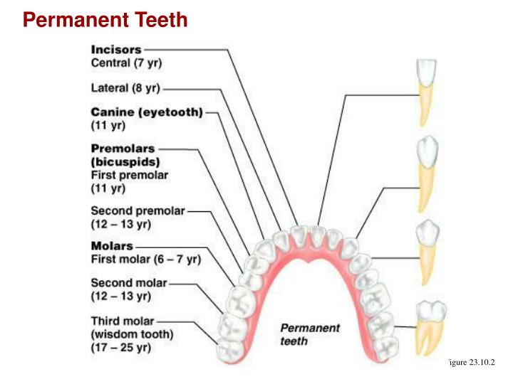 PPT - The Digestive System Anatomy & Physiology II Camden County ...