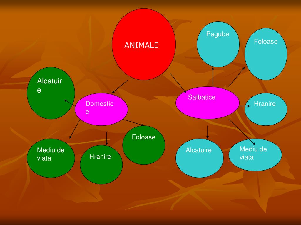 PPT - Plante si animale PowerPoint Presentation, free download - ID:3502975