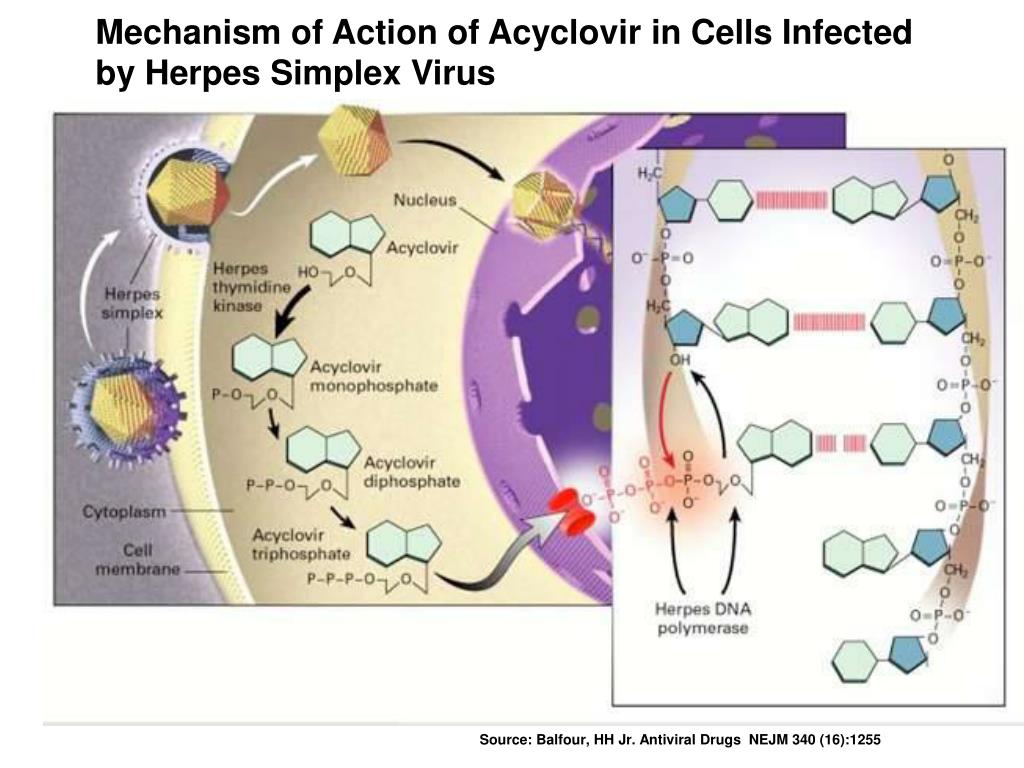 Механизм действия ацикловира. Acyclovir mechanism of Action. Ацикловир механизм действия. Ацикловир механизм действия фармакология.