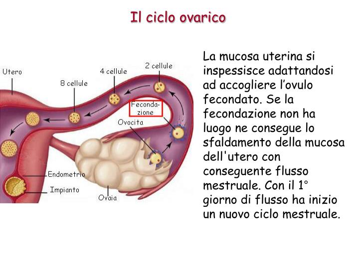 I 28 Giorni Si Contano Dalla Fine Del Ciclo
