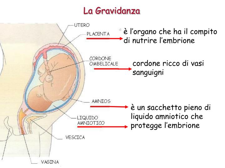 I 28 Giorni Si Contano Dalla Fine Del Ciclo