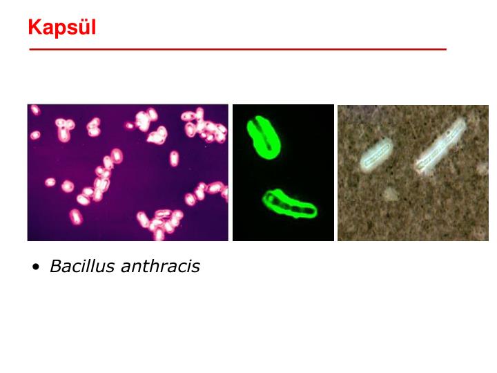 bacillus anthracis bacillus anthracis