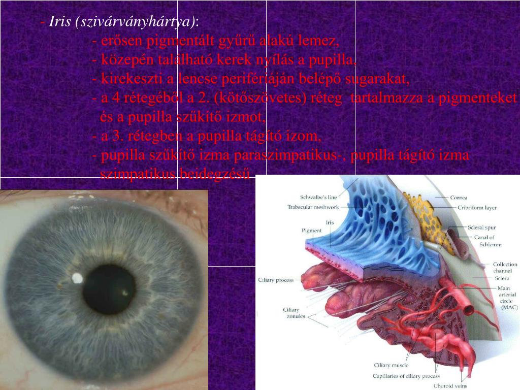 PPT - Bulbus oculi (szemgolyó): Szemgolyó burkai: Tunica fibrosa (rostos  burok) PowerPoint Presentation - ID:3511911