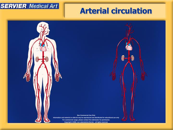 physiology PowerPoint Presentation Biology Diagrams