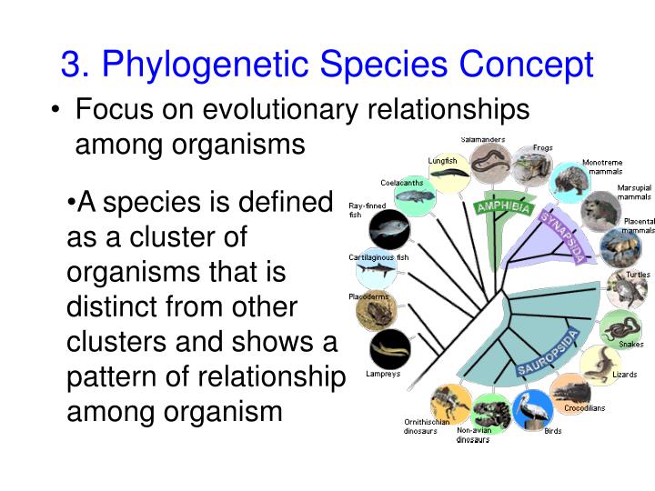 phylogenetic species concept mean