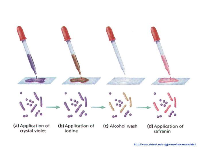 PPT - Gram staining Techniques PowerPoint Presentation - ID:3518507