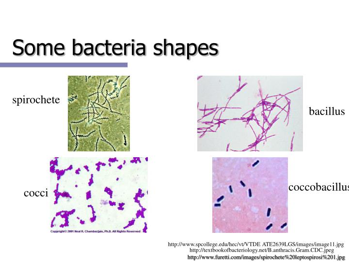 gram negative bacteria shapes gram negative bacteria shapes