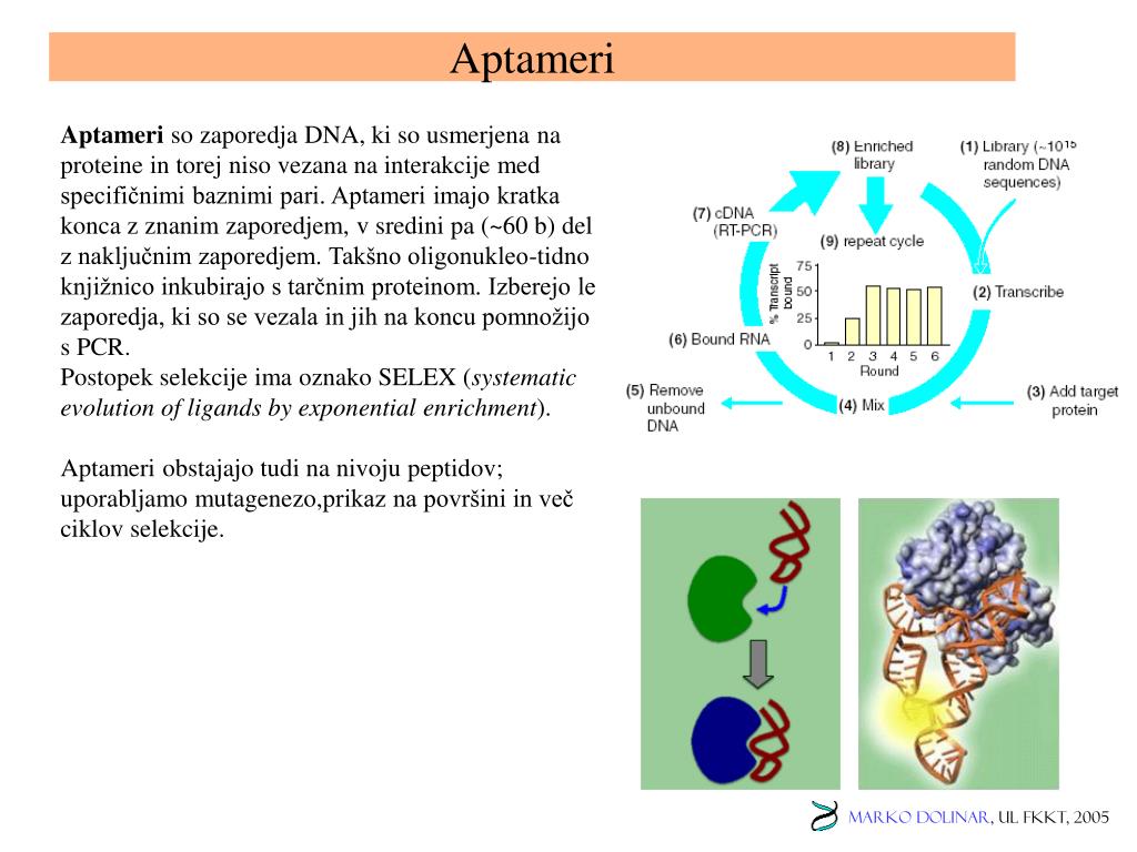 PPT - DNA v klinični medicini PowerPoint Presentation, free download -  ID:3519854