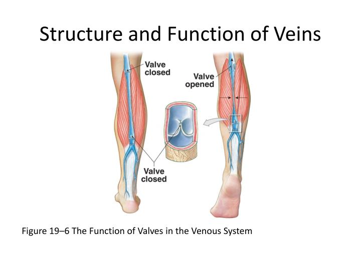 veins function