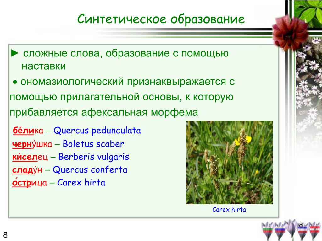 Ключевое слово цветок. Фитонимы. Фитонимы примеры. Фитонимы растения. Классификация фитонимов.