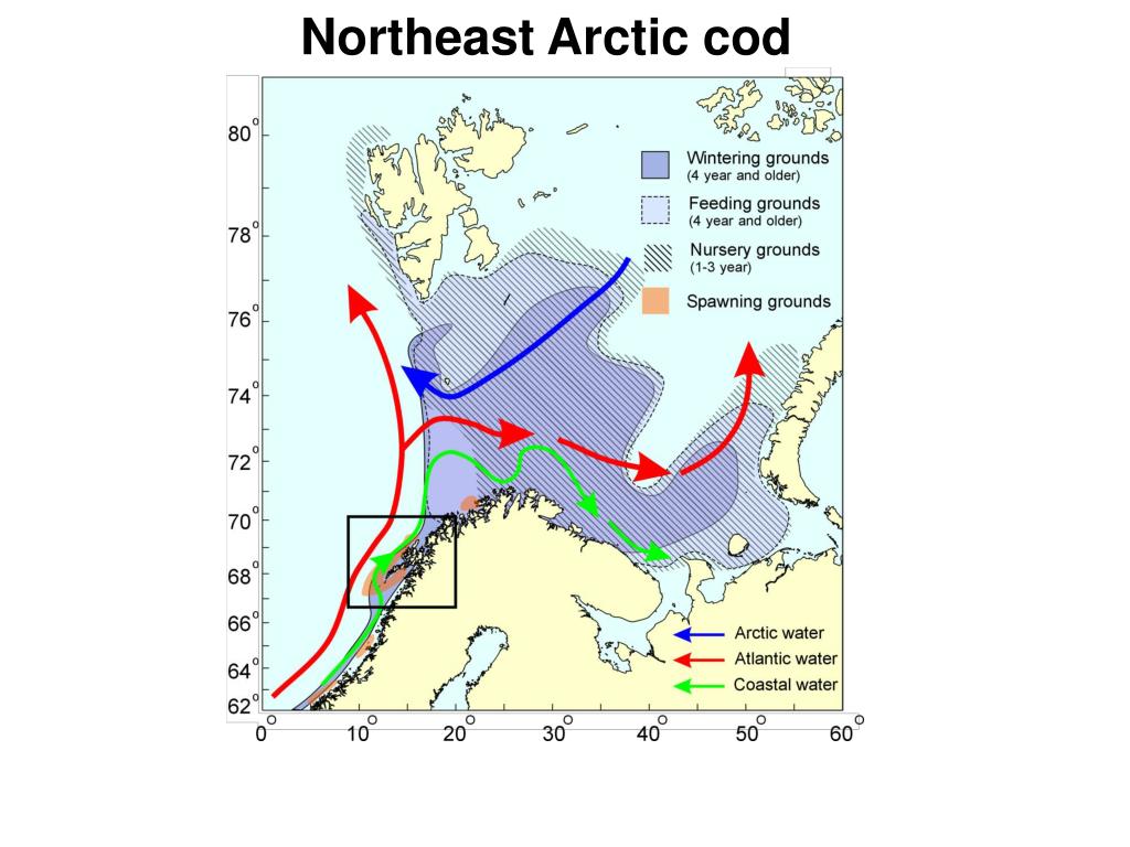 PPT - Growth and Feeding Dynamics of Larval Cod (Gadus morhua) in the ...