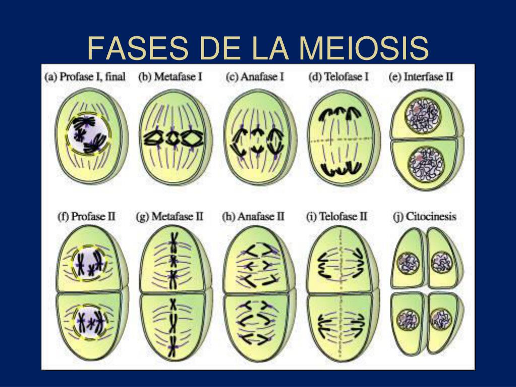 Meiosis Fases Explicadas