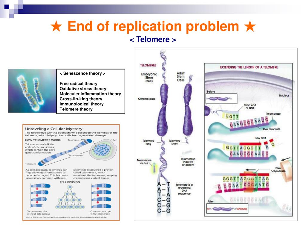 Telomeres and Telomerase in Aging and Cancer PowerPoint ... Biology Diagrams