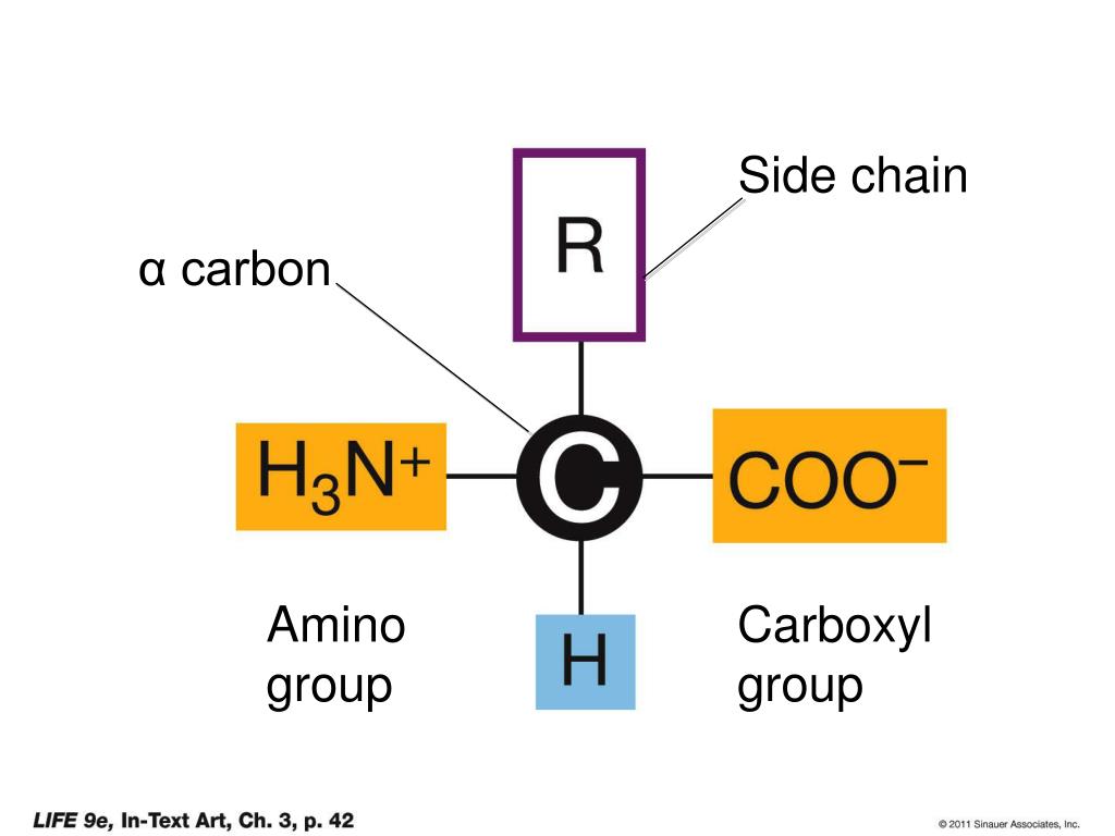 PPT - Figure 3.1 Some Functional Groups Important to Living Systems ...