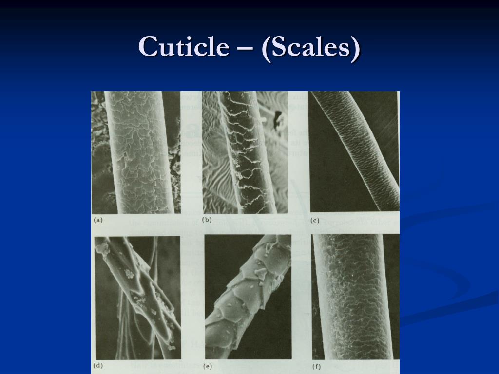 Scales Hair Cuticle At Jackson Ribush Blog