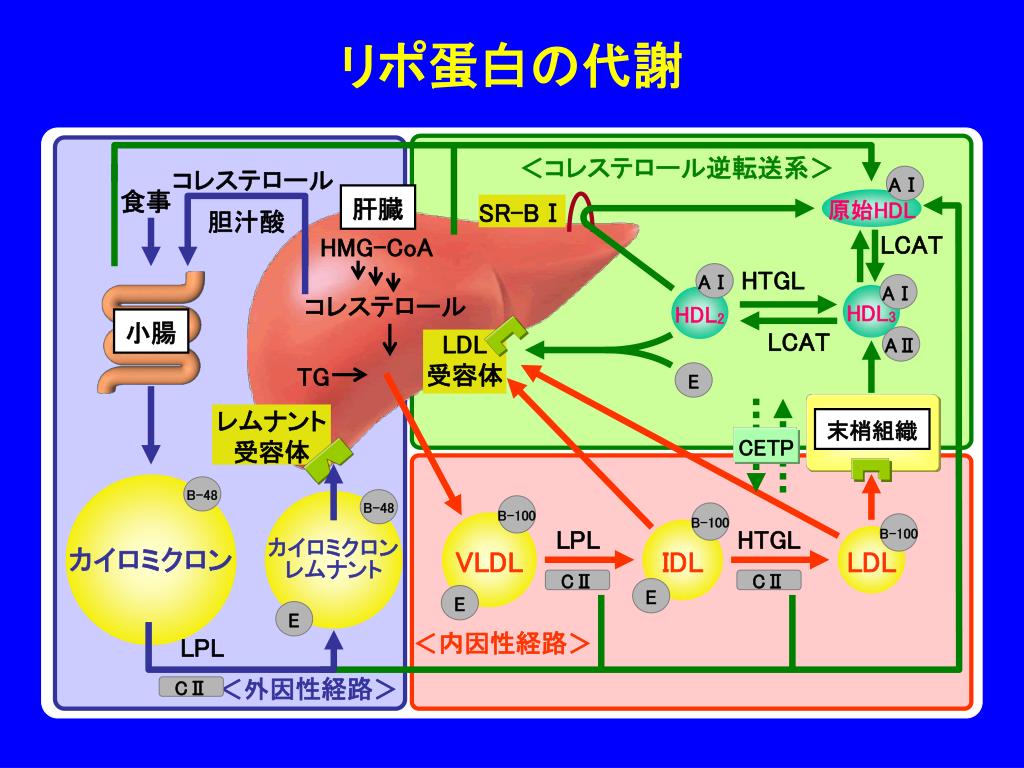 糖尿病における脂質管理の重要性 Lipid Control Is Crucial in Patients with Diabetes