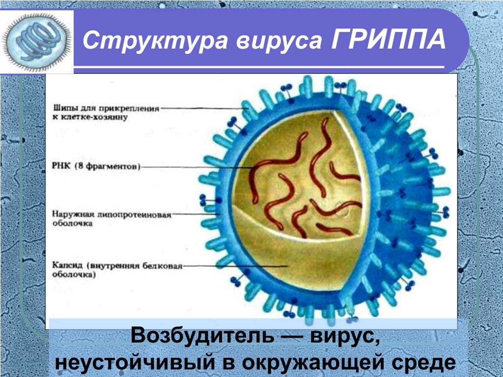 Состав гриппа. Схематическая структура вируса гриппа. Схема строения вируса гриппа. Структура вируса гриппа микробиология. Вирус Нипах схема строения.