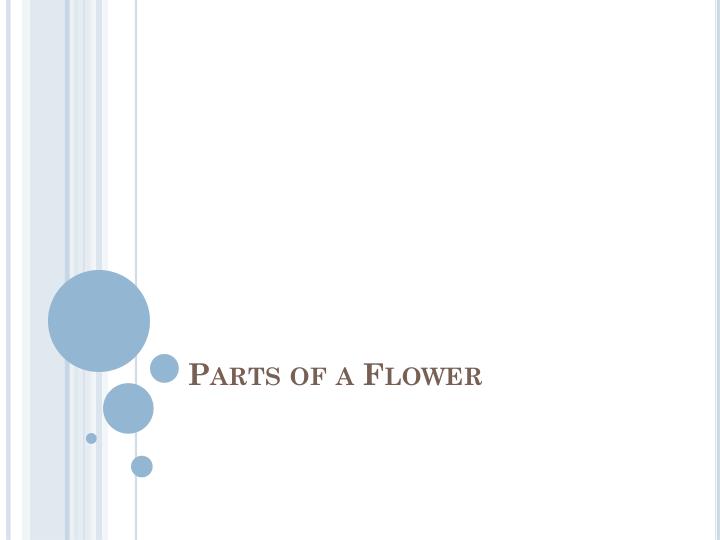 parts of a flower n.