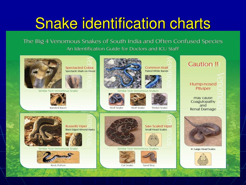 Pa Snake Identification Chart