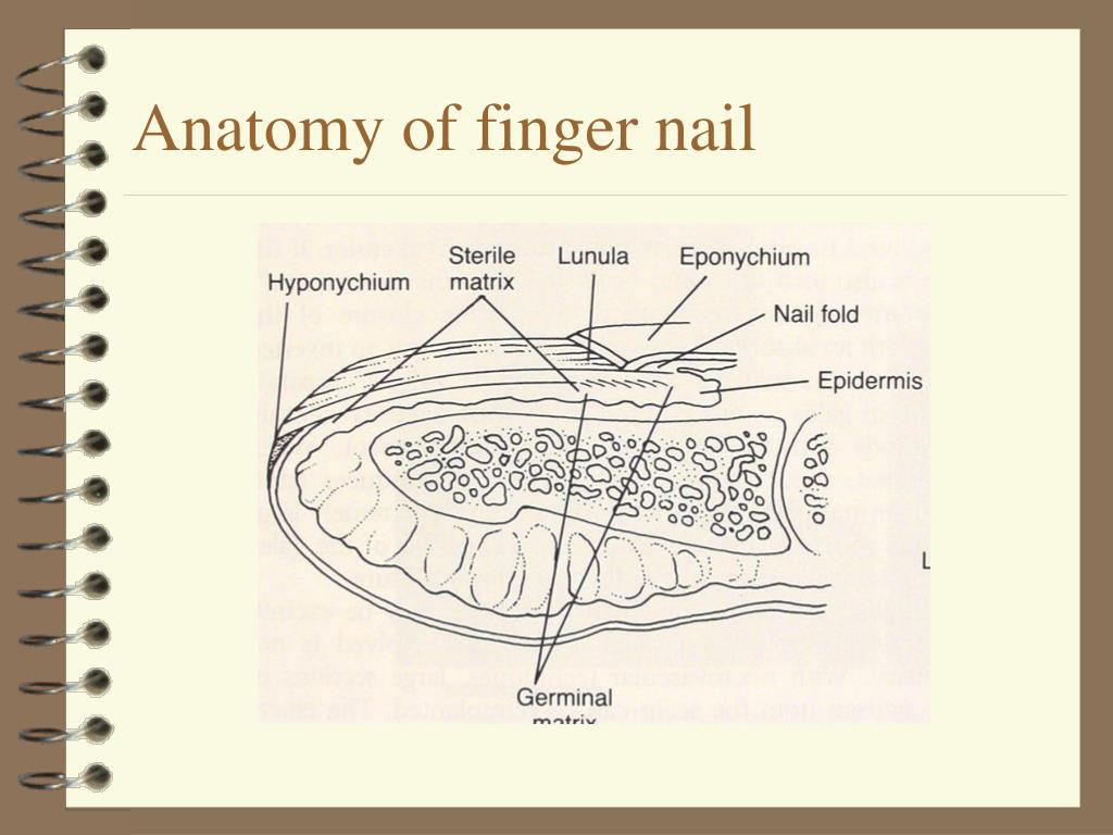 Finger Nail Anatomy Real Finger Nail Stock Photo 1897148773 | Shutterstock