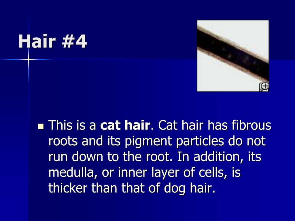 Medulla Dog Hair Microscope - Micropedia