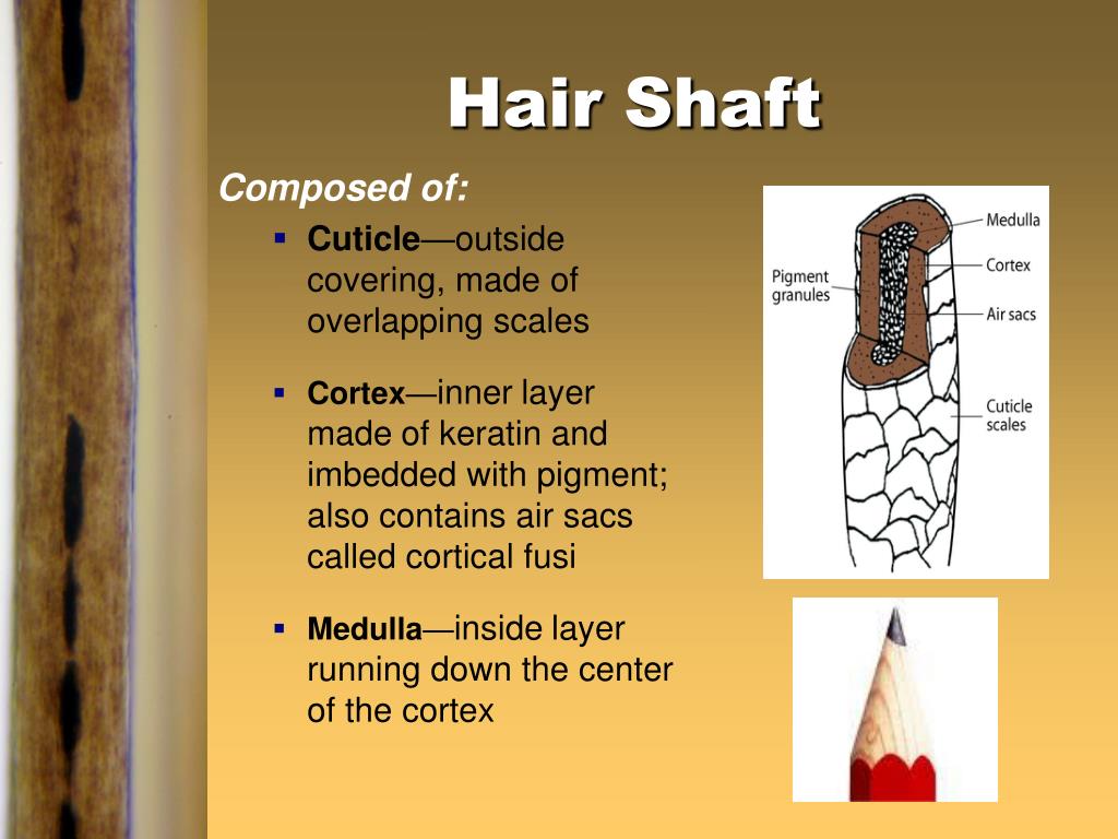 PPT Hair as Evidence PowerPoint Presentation, free download ID3531016