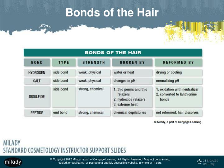 PPT Chapter 11 Properties of the Hair and Scalp PowerPoint