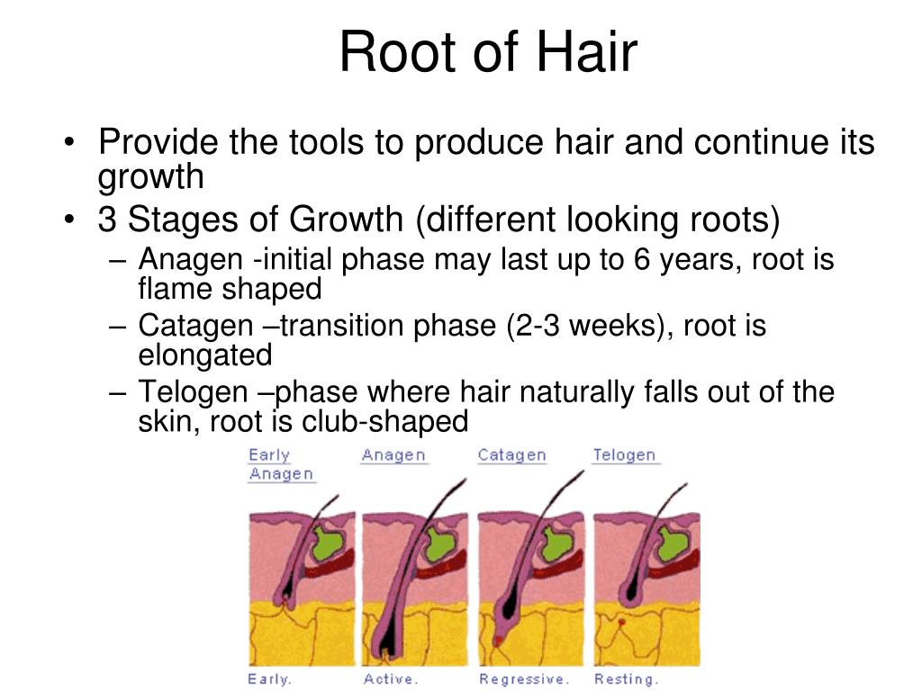 PPT - Aim: How is hair analyzed in forensics? PowerPoint Presentation