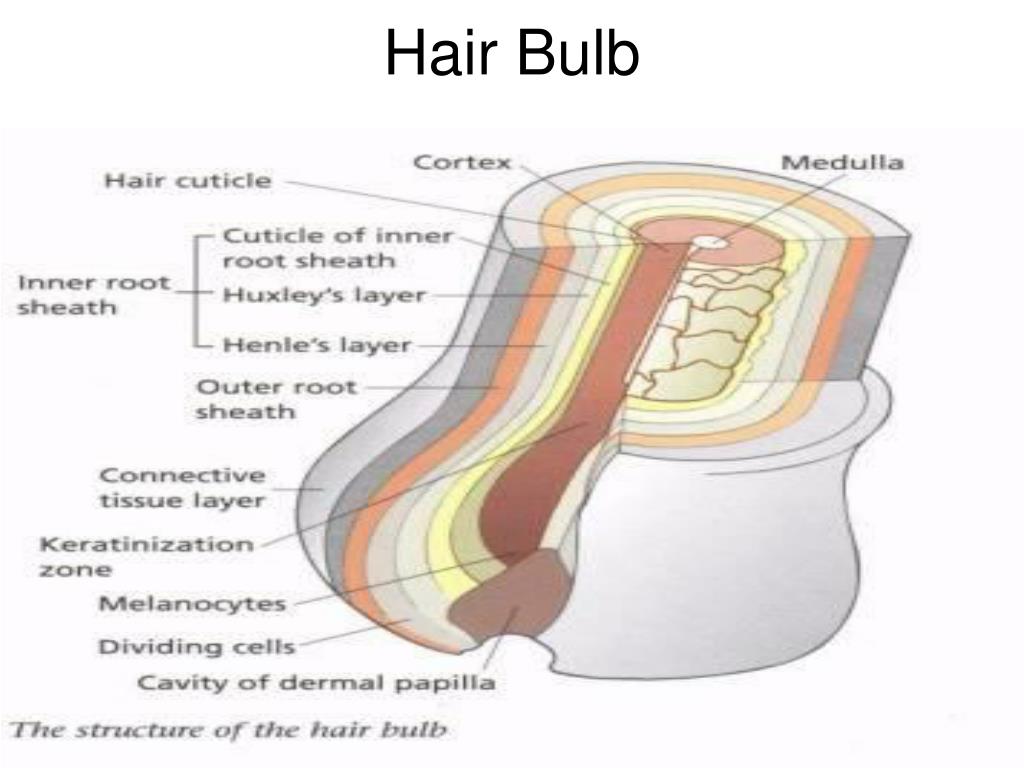 PPT - Hair Structure PowerPoint Presentation, free download - ID:3531531 PPT - Hair Structure PowerPoint Presentation, free download - ID:3531531