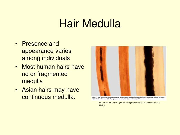 PPT Hair Evidence PowerPoint Presentation ID3531546