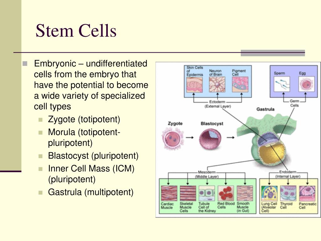PPT - Adult Stem Cells Stem Cells, Bone Marrow and Blood PowerPoint ...