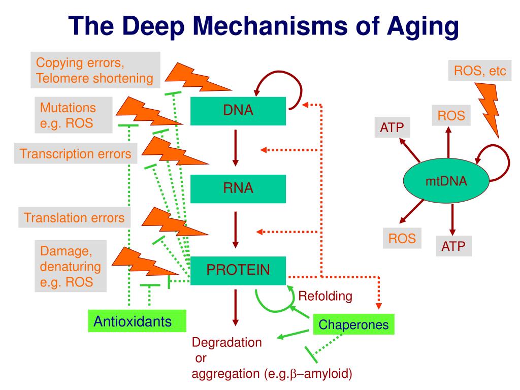 PPT - Promoting Health in Aging: The Importance of Early Interventions ...