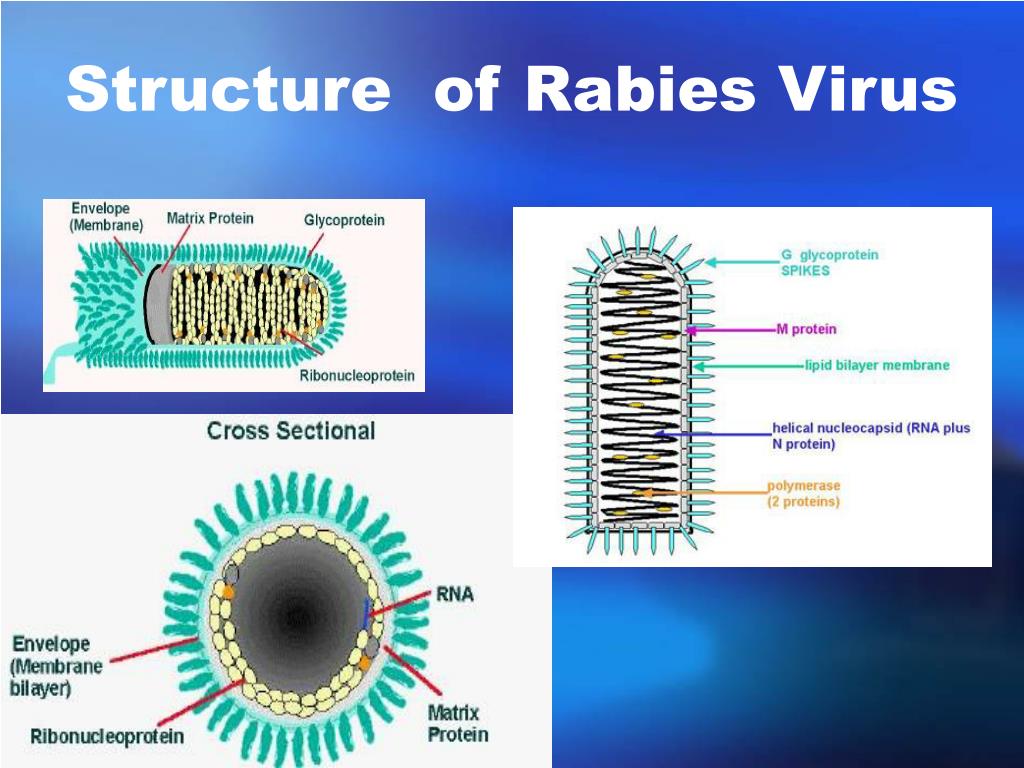 PPT - Rabies virus PowerPoint Presentation, free download - ID:3532339