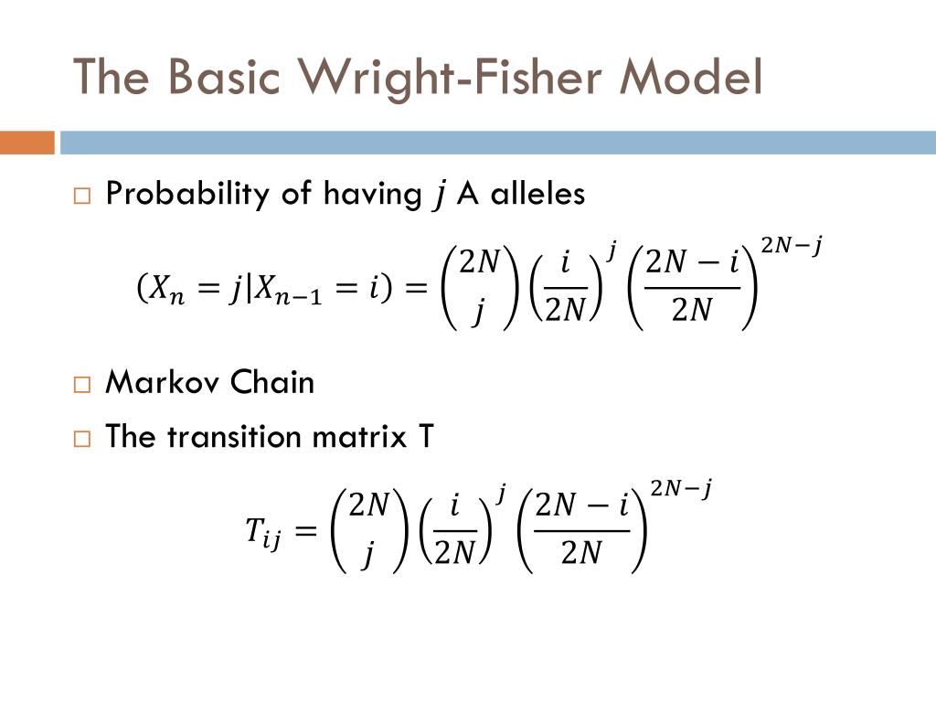 PPT - Modeling Evolution: The Wright-Fisher Model PowerPoint Presentation -  ID:3533296