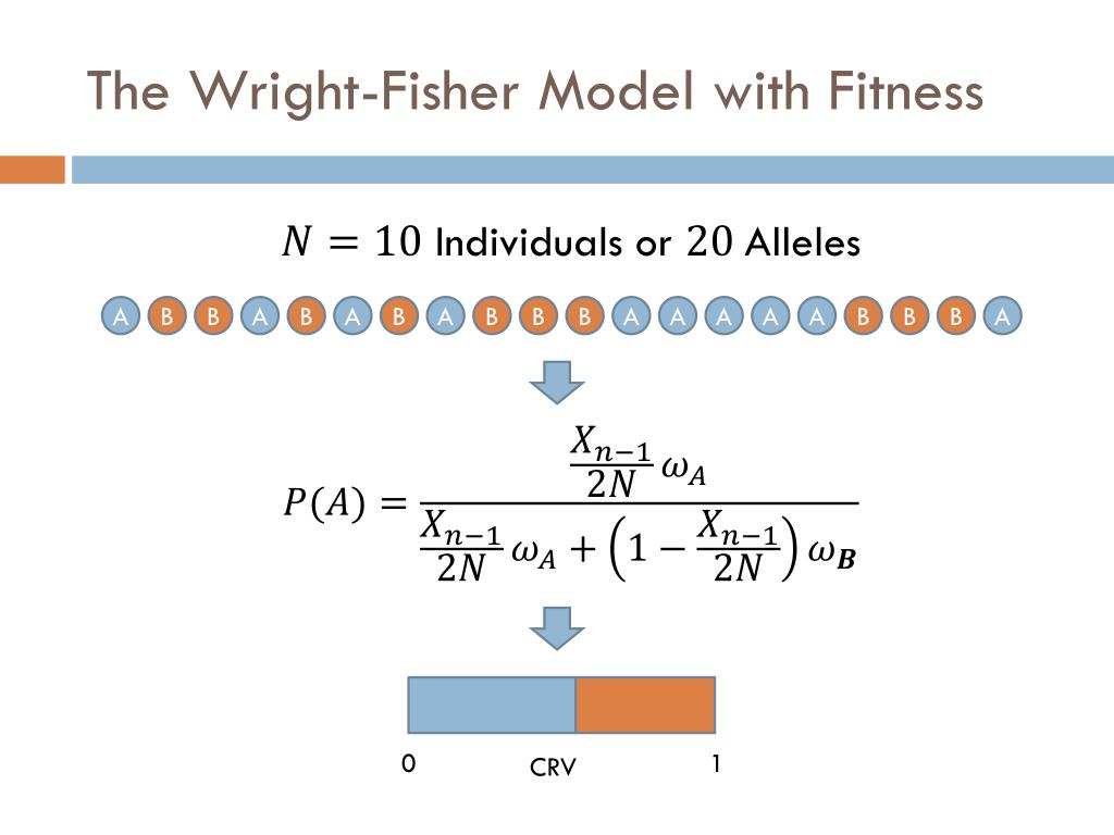 PPT - Modeling Evolution: The Wright-Fisher Model PowerPoint Presentation -  ID:3533296