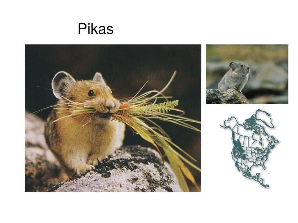 PPT - EUTHERIAN MAMMALS = PLACENTAL MAMMALS PowerPoint Presentation ... - 1 Most Eutherian Placental Mammals