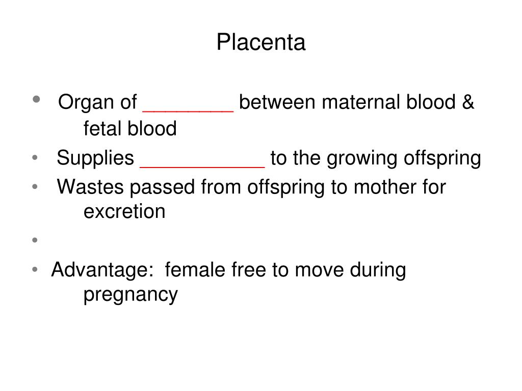1 Most Eutherian Placental Mammals photo