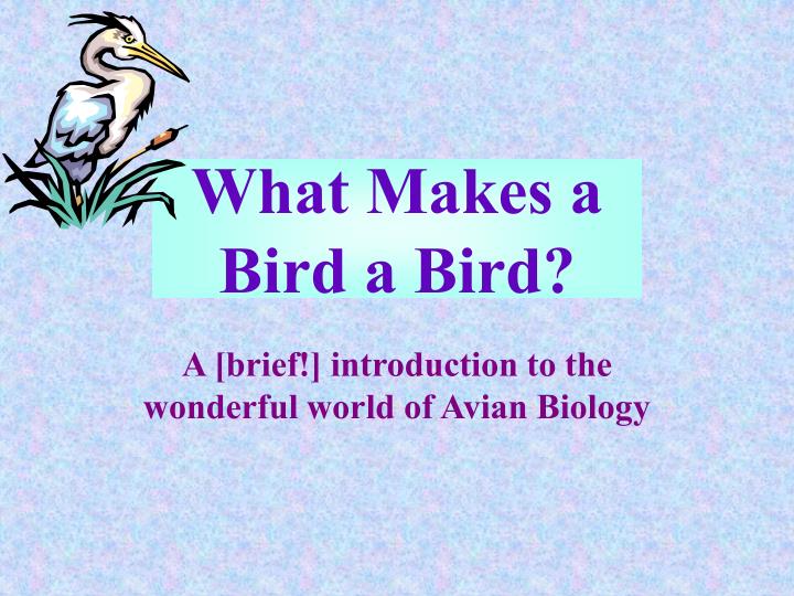 what makes a bird a bird n.