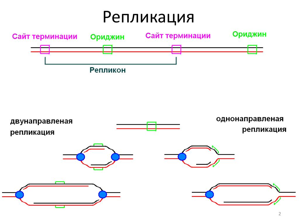 Инициация у прокариот. Схема репликации ДНК эукариот. Инициация репликации ДНК схема. Репликация ДНК У прокариот схема. Репликация и репарация ДНК.