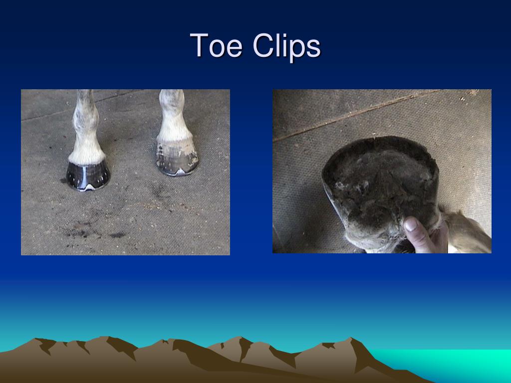 PPT Shoeing the Dressage Horse PowerPoint Presentation, free download