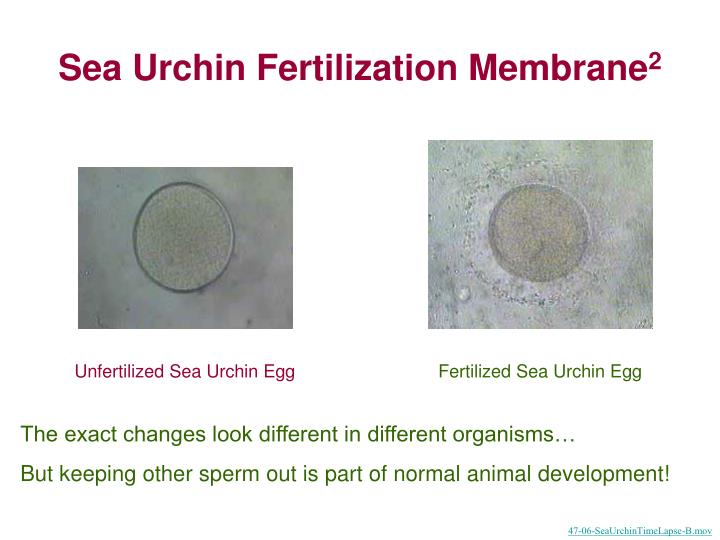 PPT Chapter 10 Animal Growth and Development PowerPoint Presentation