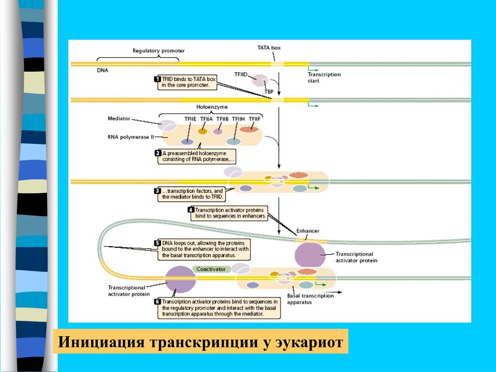 Инициация трансляции у эукариот